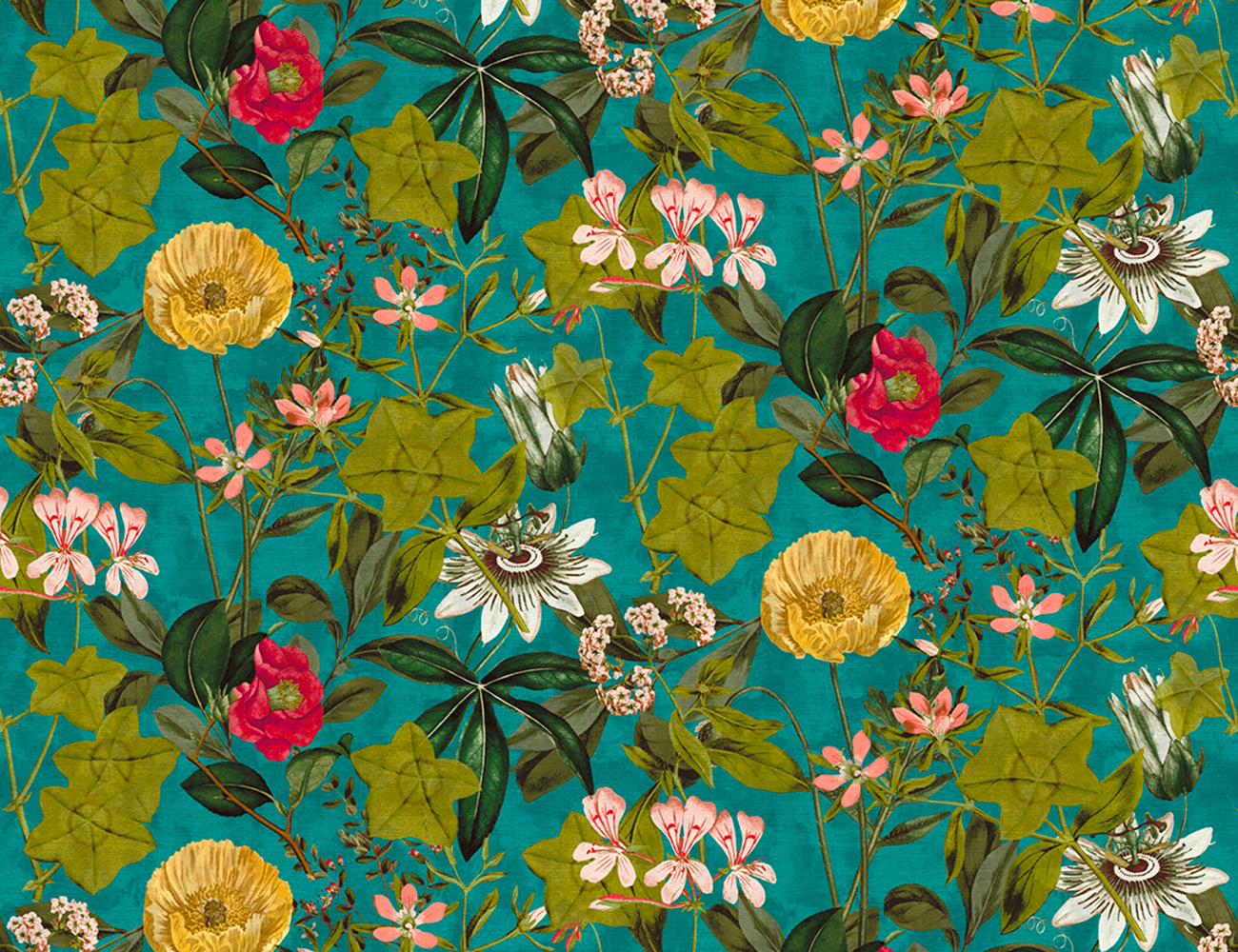 Passiflora - Image 2